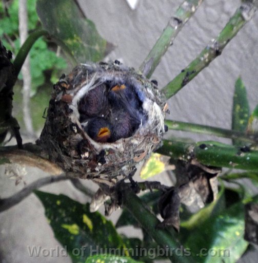 Hummingbird Photo: hungry babies